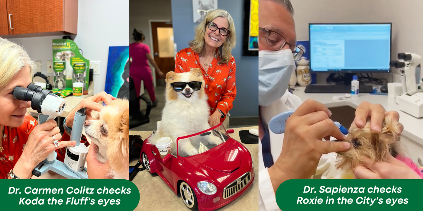 Get Your Pet's Eyes Checked Campaign